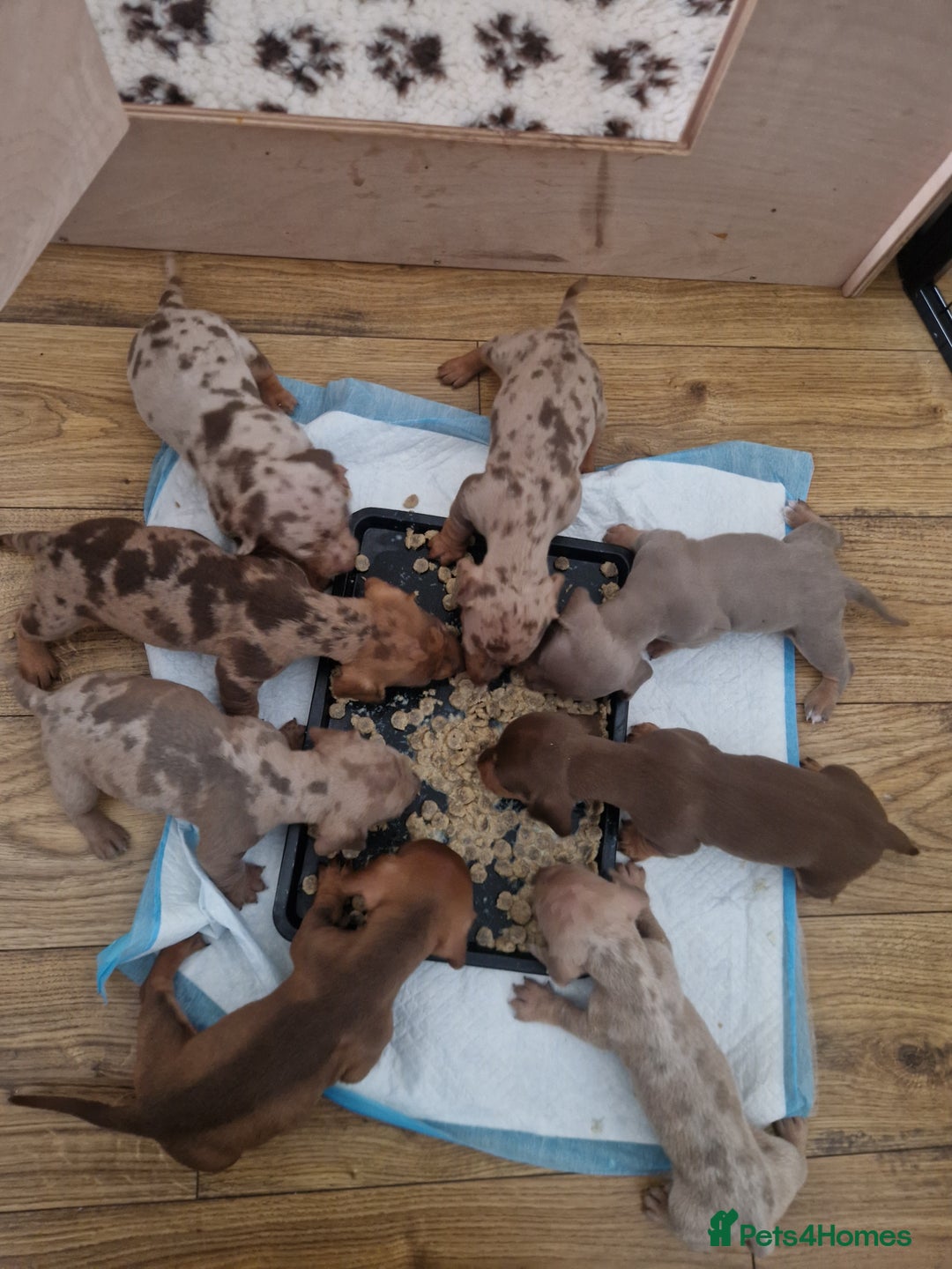 Miniature Dachshund dogs for sale: Minature dachshund pups  - Image 26