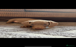 Miniature Dachshund dogs for sale: ❤️❤️Miniature dachshund ❤️❤️ - Image 4