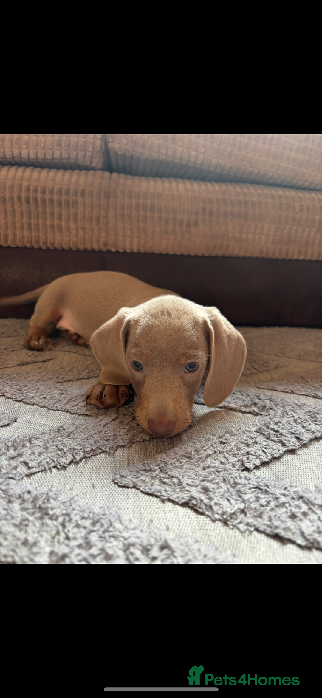 Miniature Dachshund dogs for sale: ❤️❤️Miniature dachshund ❤️❤️ - Image 4