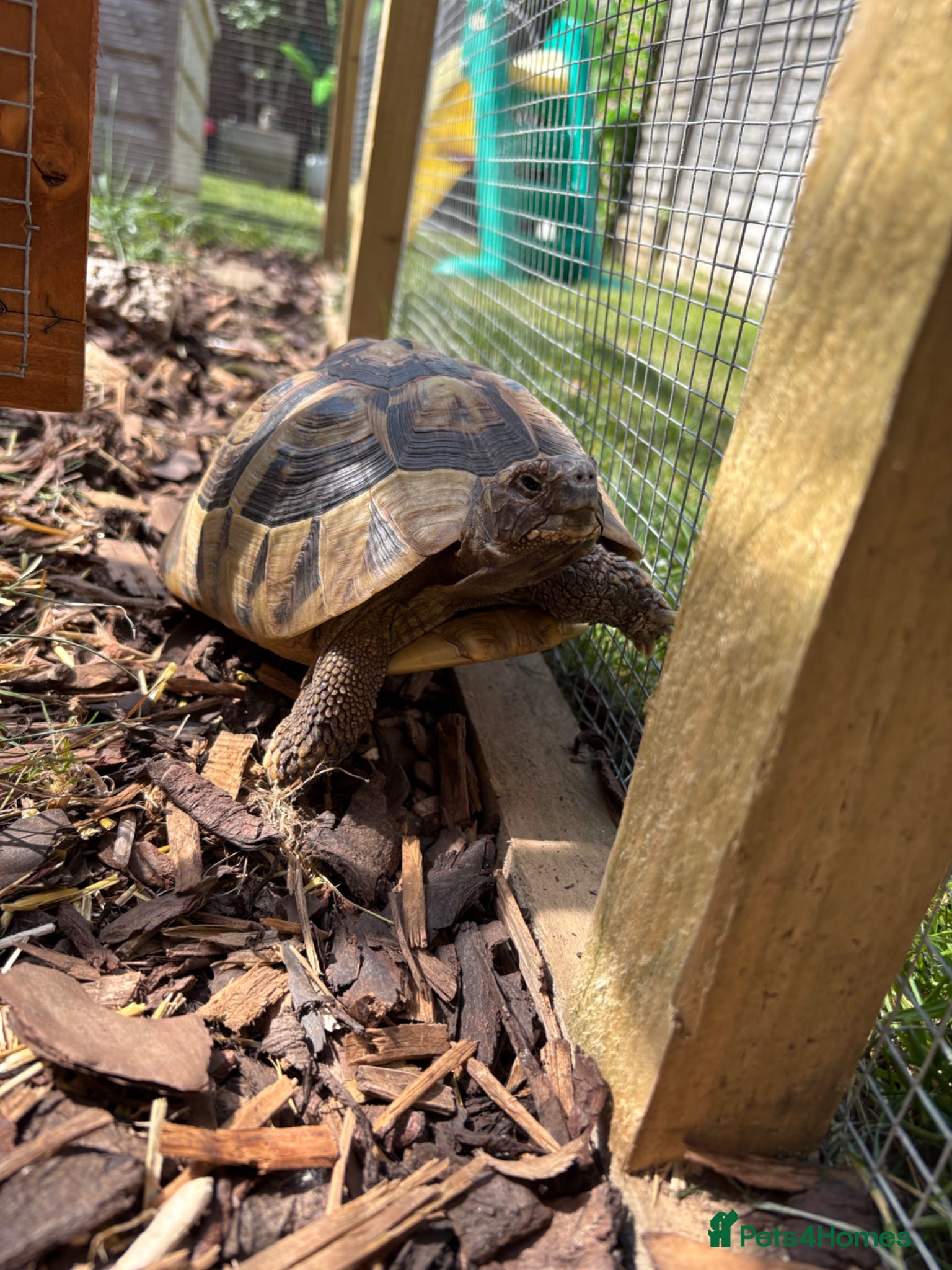 Hermann Tortoise reptiles Herman tortoise 10 years old approx - Advert 1