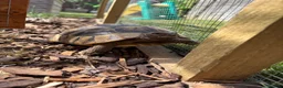 Hermann Tortoise reptiles for sale: Herman tortoise 10 years old approx in Bracknell - Advert 1
