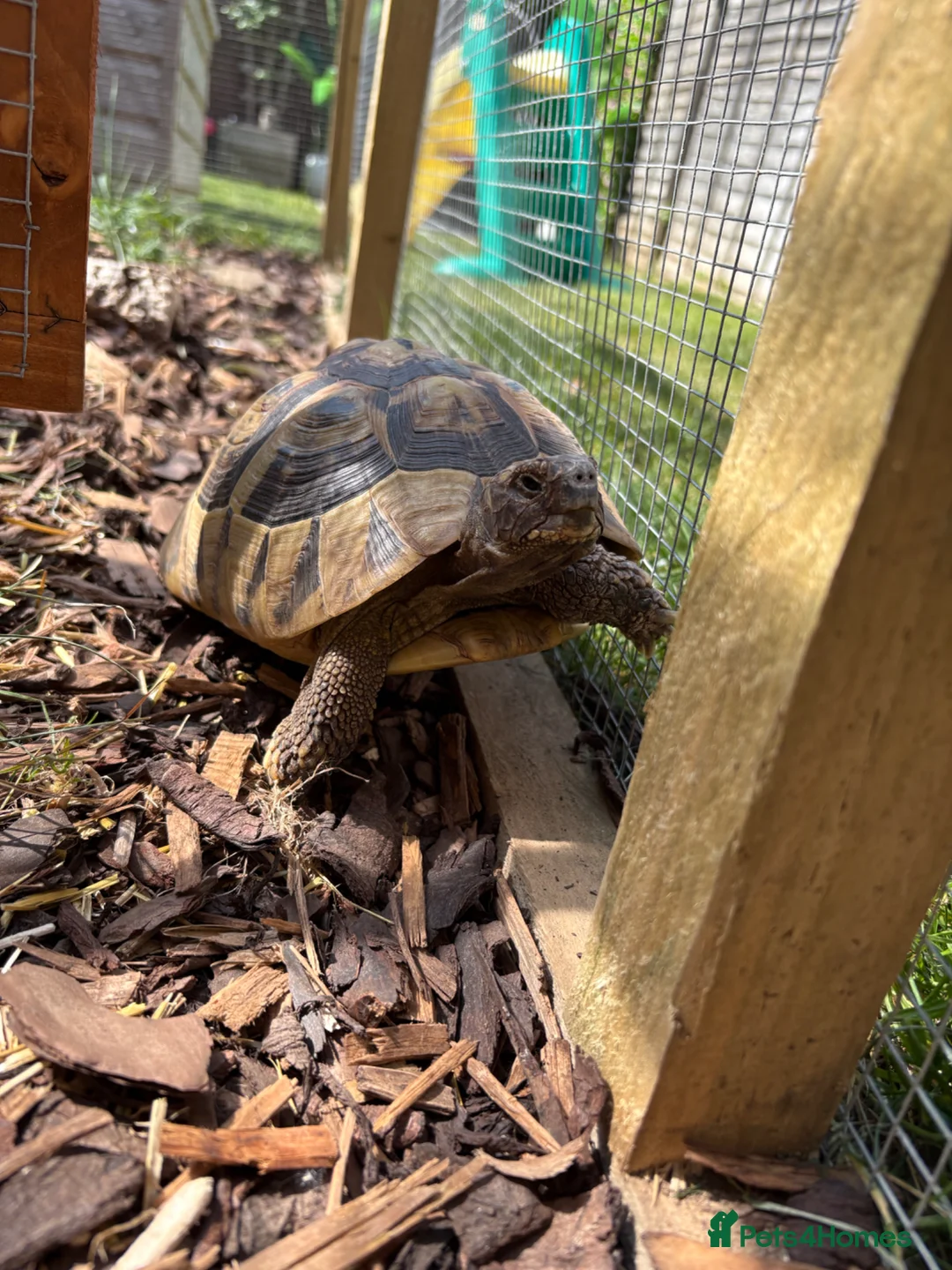 Hermann Tortoise reptiles for sale: Herman tortoise 10 years old approx in Bracknell - Advert 1