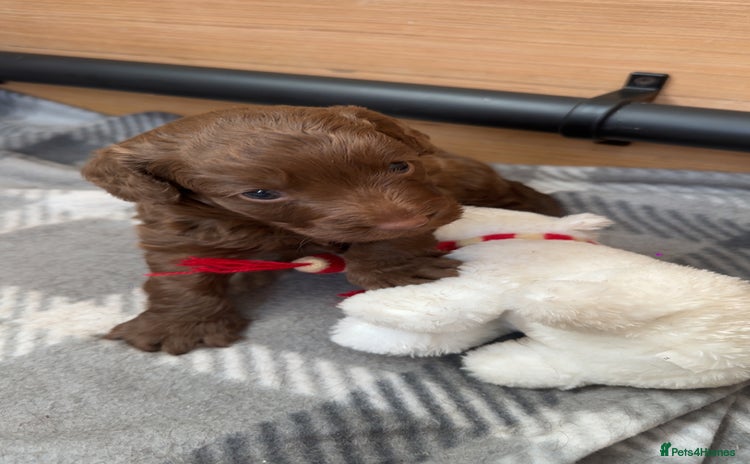 Cockapoo dogs - Advert 4