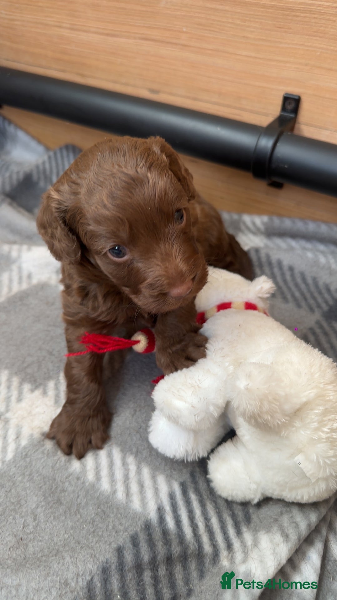 Cockapoo dogs for sale: Chocolate Cockerpoo  - Image 1