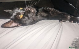 Manx cats for sale: Super affectionate Coco needs a loving home - Image 5