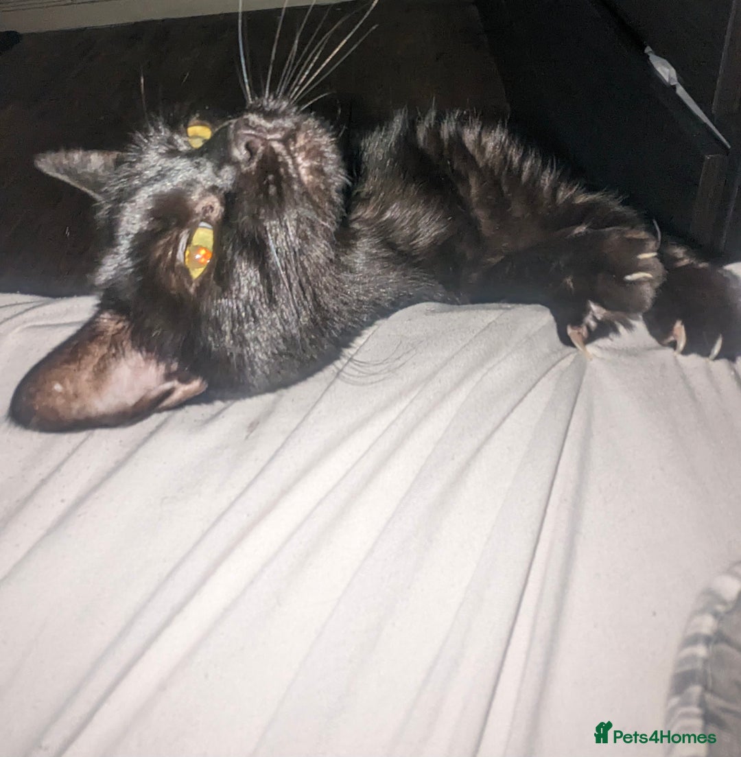 Manx cats for sale: Super affectionate Coco needs a loving home - Image 5