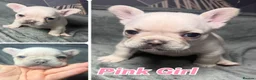 French Bulldog dogs for sale: Beautiful French Bulldog puppies  - Advert 6