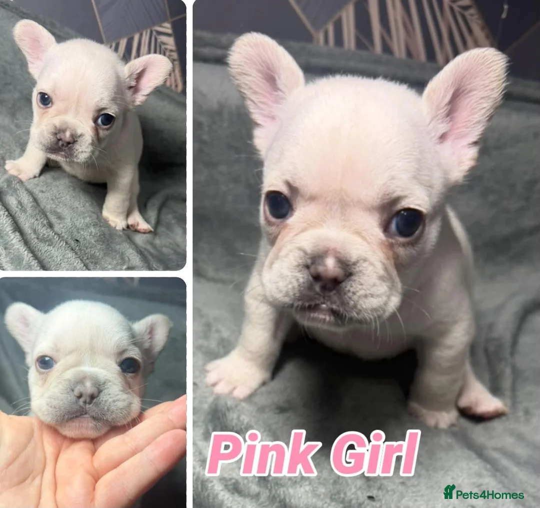French Bulldog dogs for sale: Beautiful French Bulldog puppies  - Advert 6