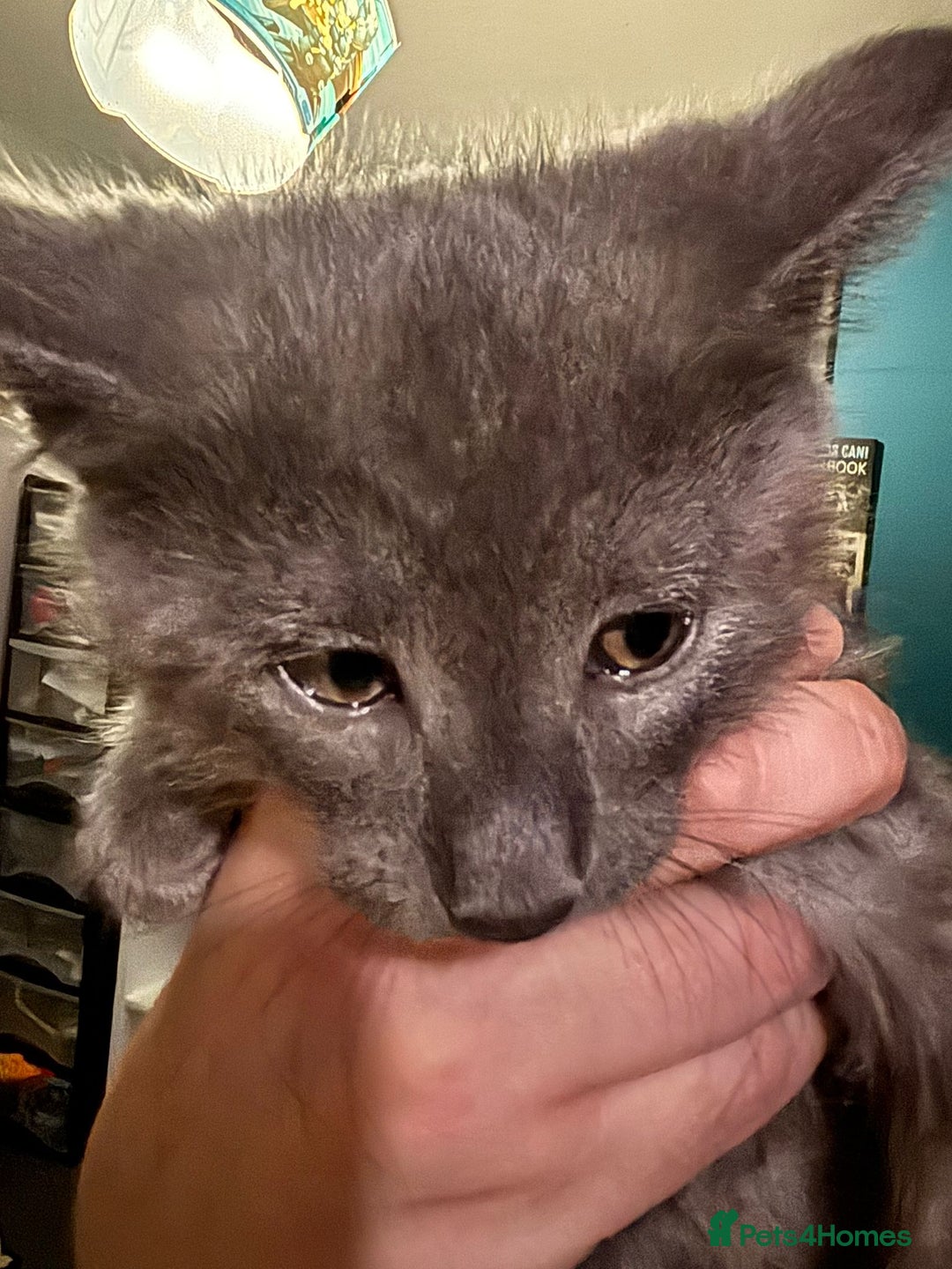 Maine Coon cats for sale: Beautiful, friendly playful Maine Coon cross kits - Advert 21