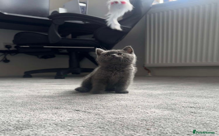 British Shorthair cats - Advert 4