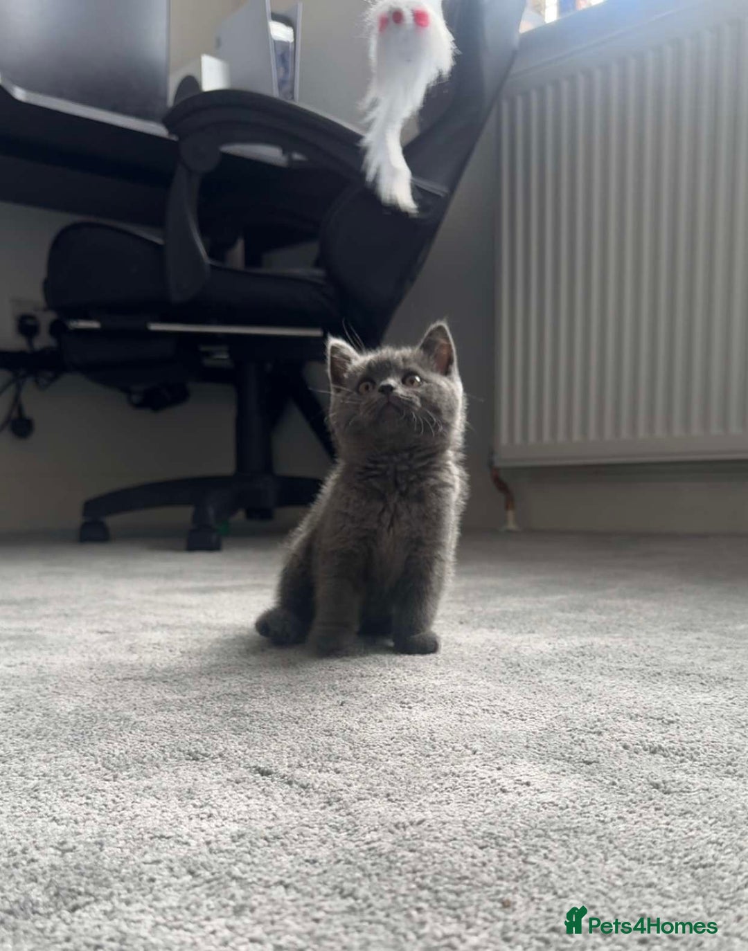 British Shorthair cats for sale: Outstanding PURE BSH kitten - Image 1