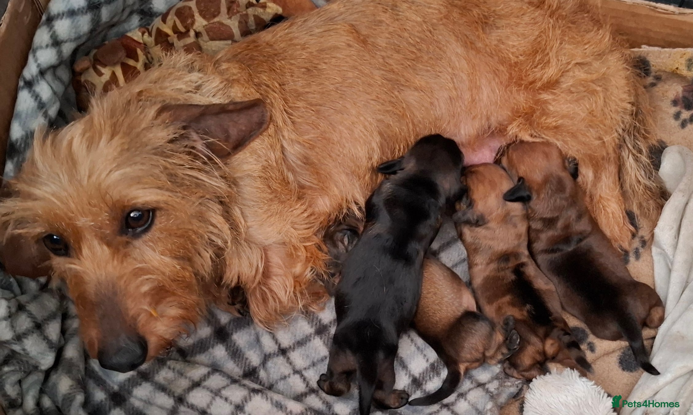 Miniature Dachshund dogs Gorgeous Mini-Wire Dachsund Puppies  - Advert 1