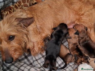 Miniature Dachshund dogs Gorgeous Mini-Wire Dachsund Puppies - Advert 1