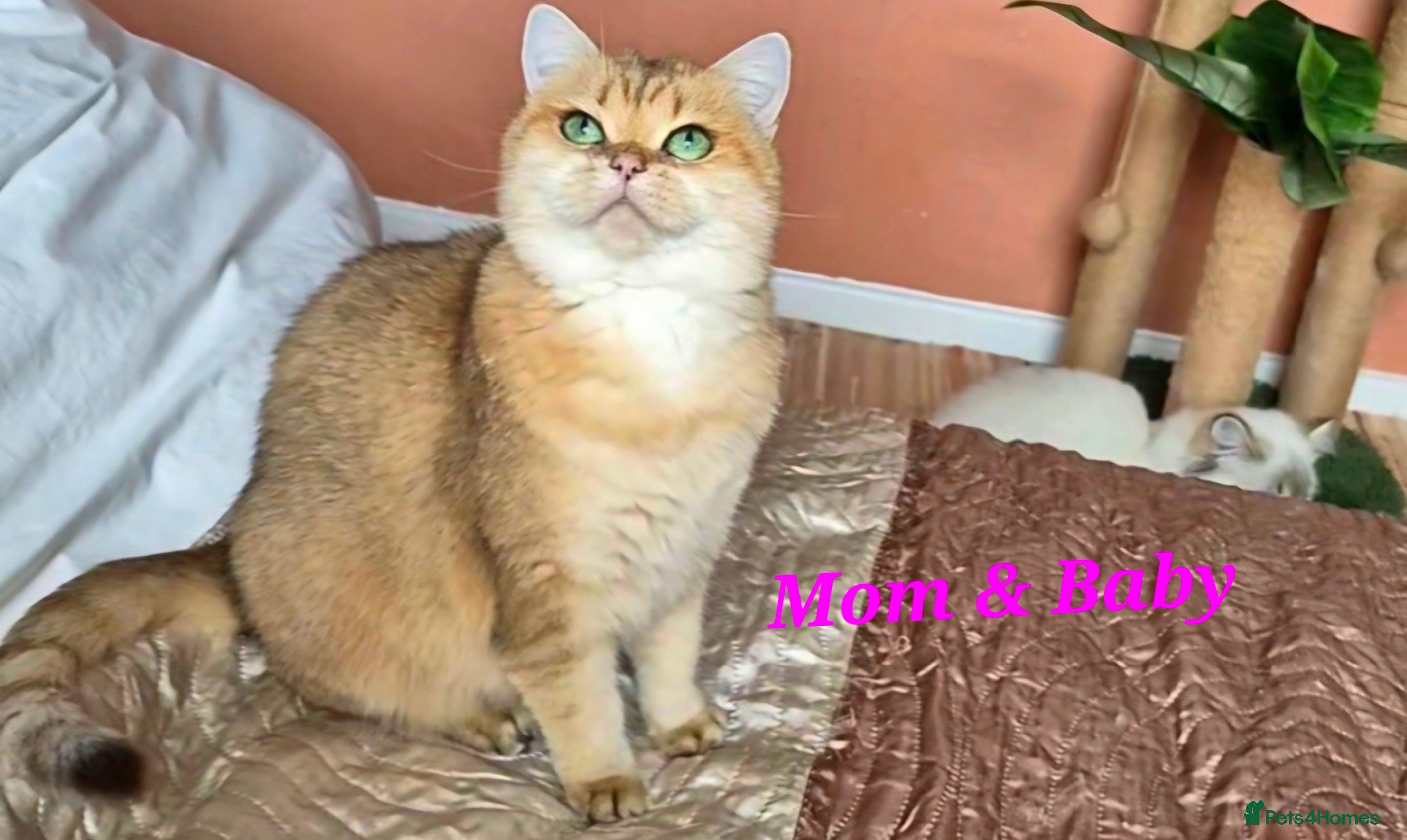 British Shorthair cats Exceptional BSH& BLH blue golden shaded Ny11 💖 - Advert 1