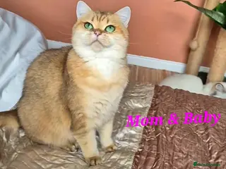 British Shorthair cats Exceptional BSH& BLH blue golden shaded Ny11 💖 - Advert 6