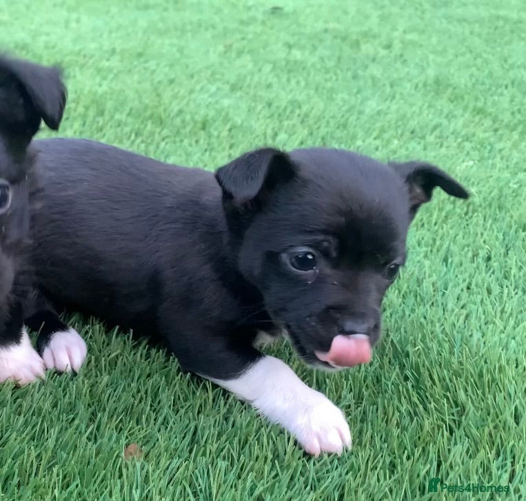 Mixed Breed dogs Chihuahua x Jack Russell puppies - Advert 13