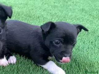 Mixed Breed dogs Chihuahua x Jack Russell puppies - Advert 13