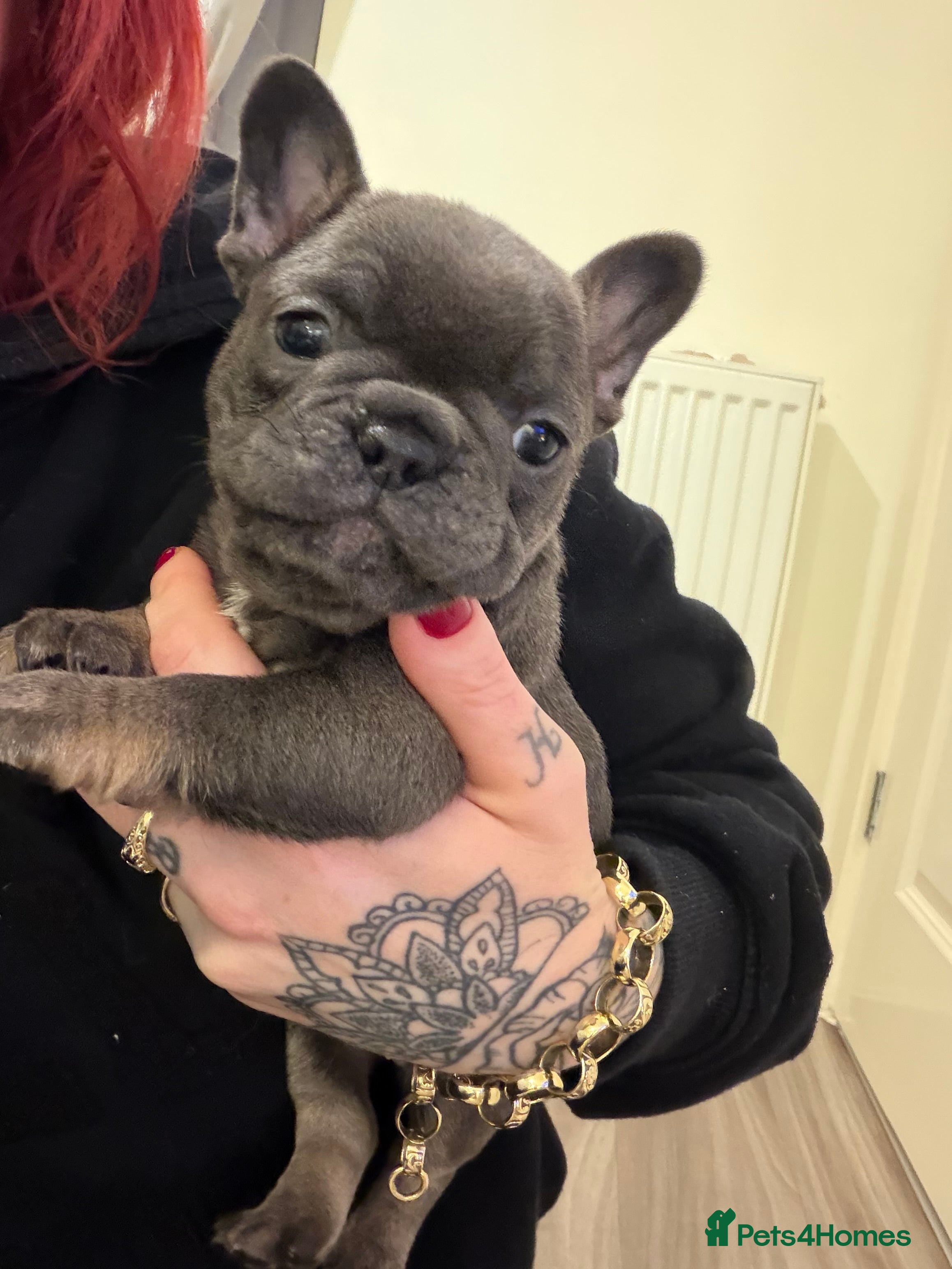 French Bulldog dogs Beautiful French bull dog puppies  - Advert 2