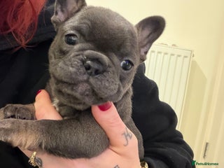French Bulldog dogs Beautiful French bull dog puppies - Advert 2