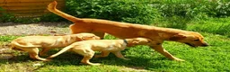 Labrador Retriever dogs for sale: pedigree Labrador puppys - Advert 7