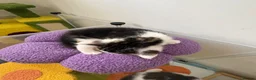 Siamese cats for sale: Mummy Sonny  - Advert 19