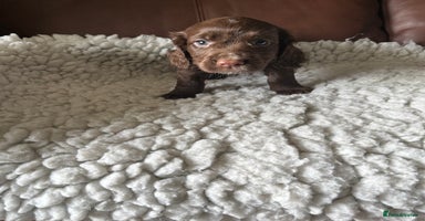 Cocker Spaniel dogs - Advert 8