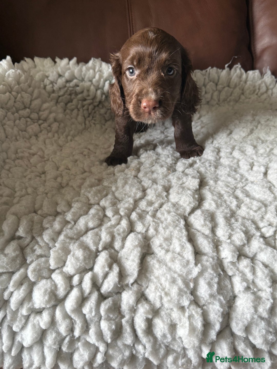 Cocker Spaniel dogs for sale: 5 Pedigree Working Cocker Pups for Sale  - Image 3