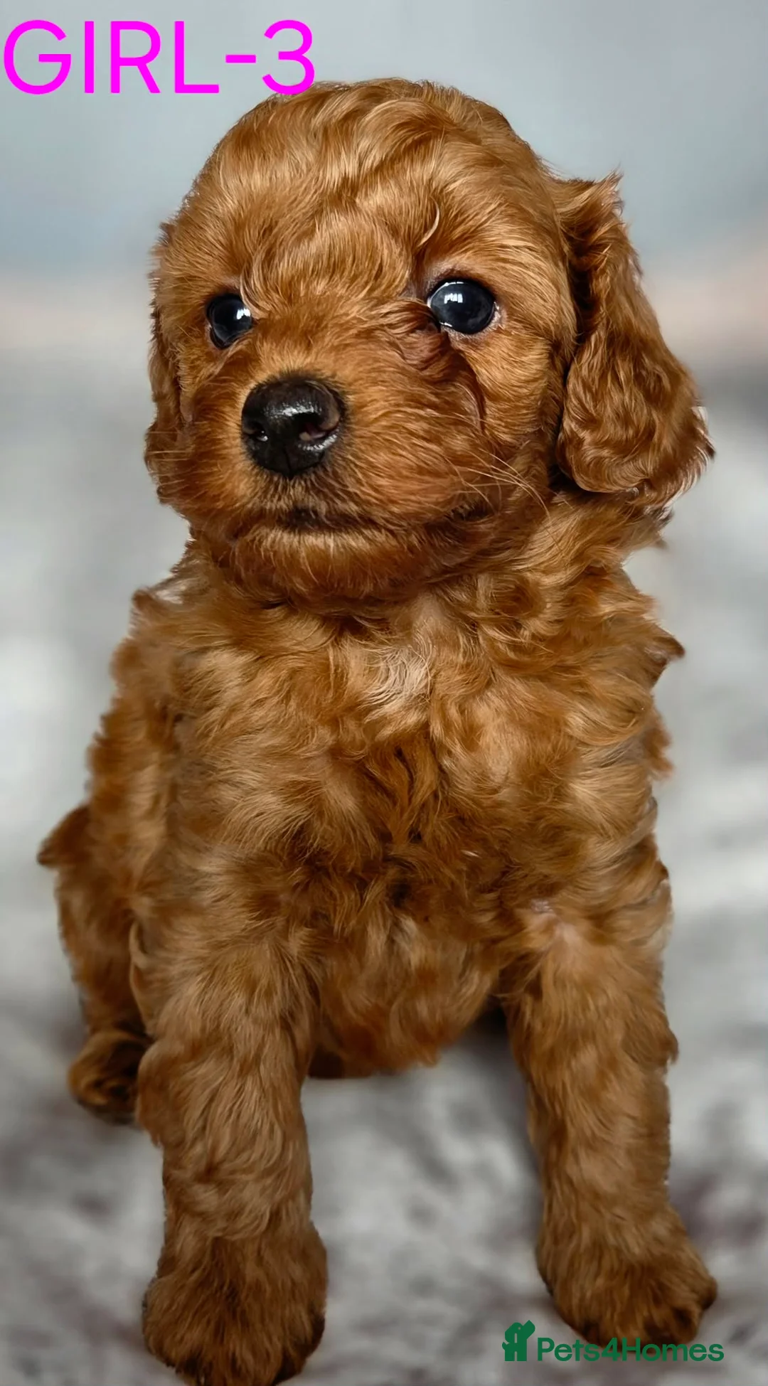 Maltipoo dogs for sale: 🐶 Beautiful Maltipoo Puppies for Sale 🐶 - Advert 16