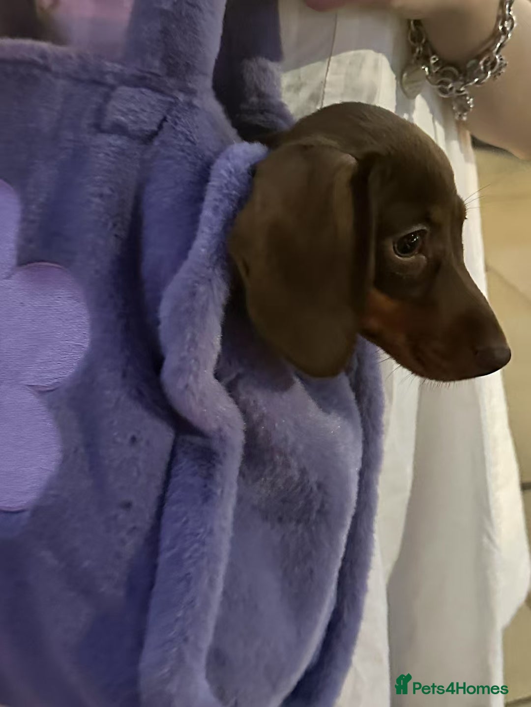 Dachshund dogs for sale: Adorable, Affectionate Dachshund Puppy for Sale🥰 - Advert 3
