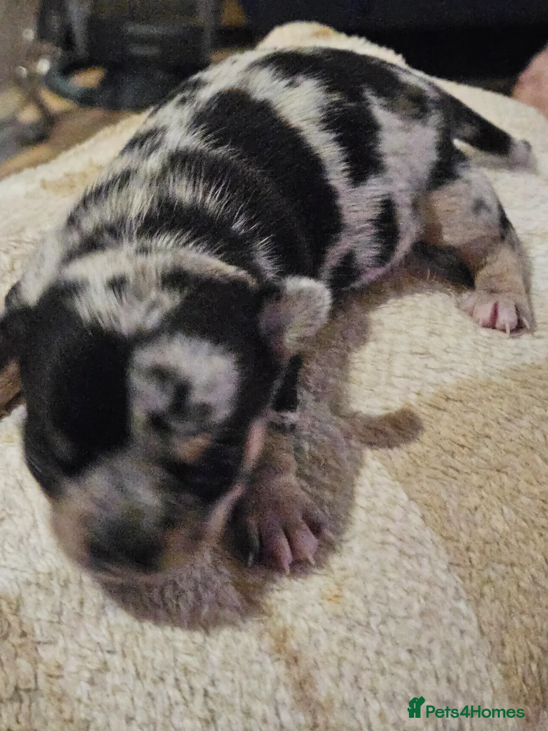 Chihuahua dogs for sale: Stunning female merle Chihuahua  - Advert 4