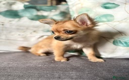 Chihuahua dogs for sale: REDUCED last long hair female pup. - Image 8