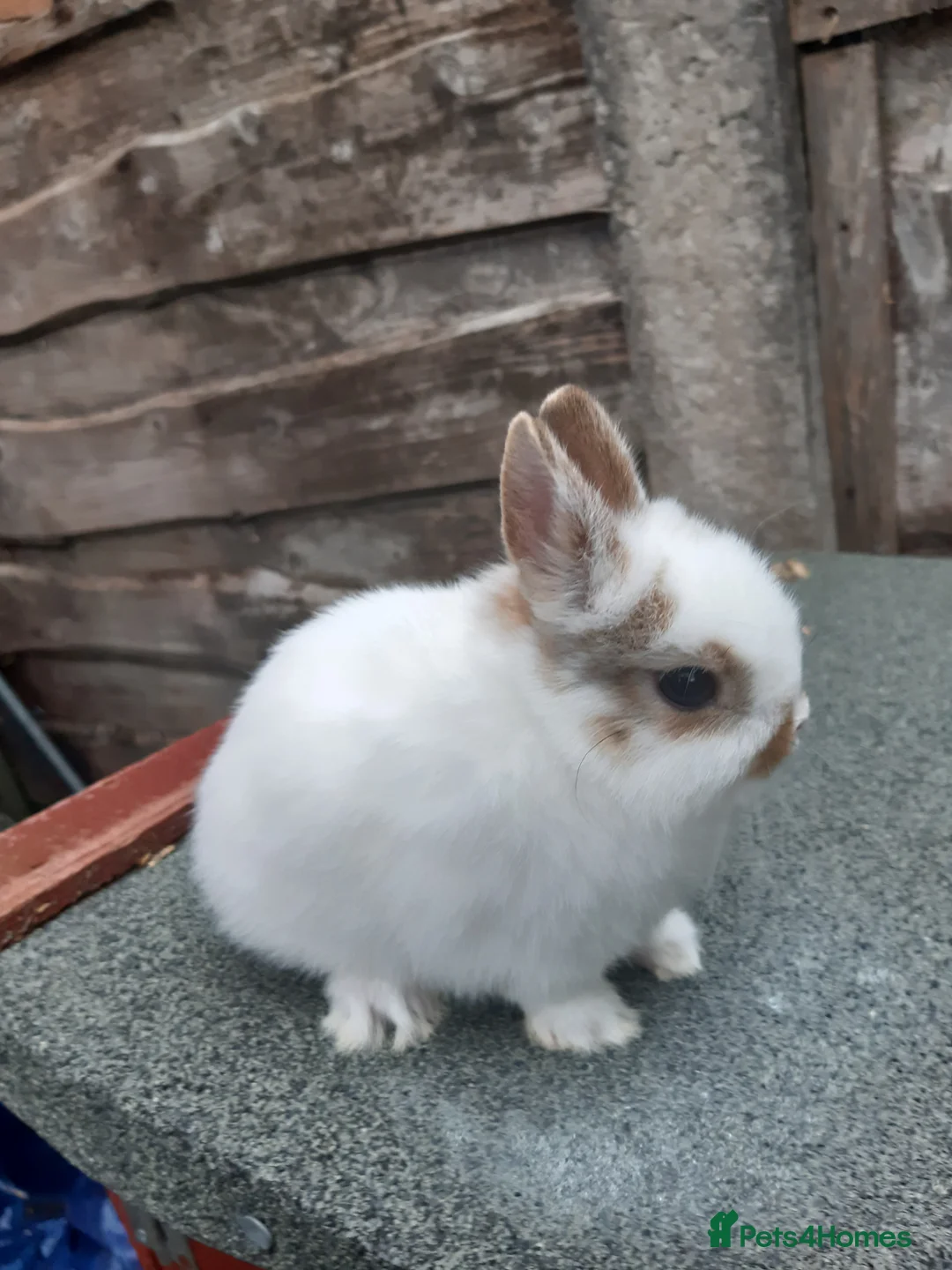 Netherland Dwarf rabbits for sale: Charlie netherland dwarf buck in Stockport - Advert 1
