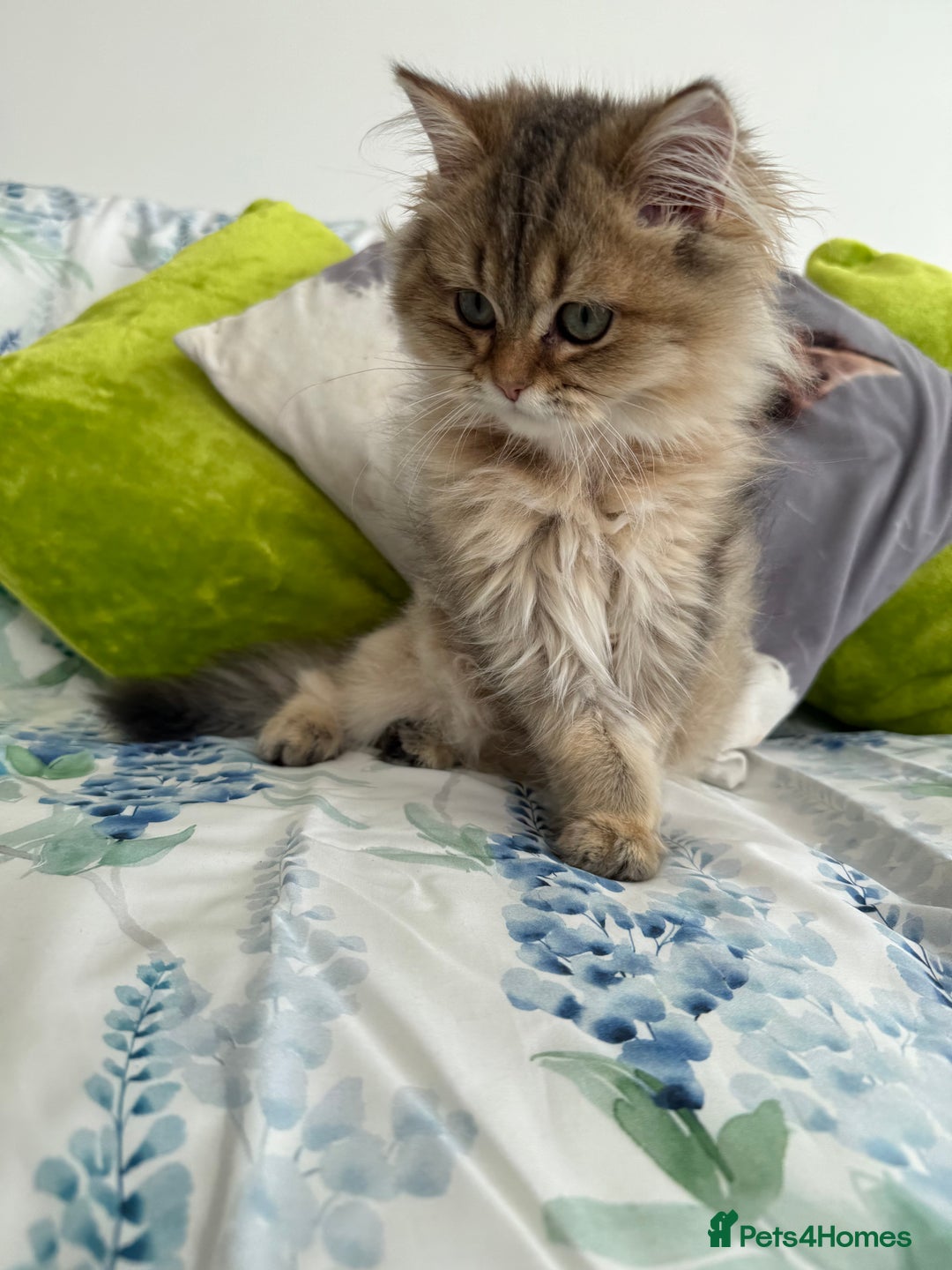 British Longhair cats for sale: Last British Longhair kitten  - Advert 6