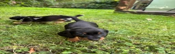 Miniature Dachshund dogs for sale: ADORABLE Miniature Dachshund KC Pups  - Advert 8