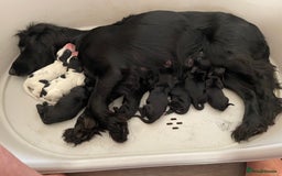 Cocker Spaniel dogs for sale: KC REG FIELD TRIAL SIRED COCKER SPANIEL PUPPIES  - Image 9