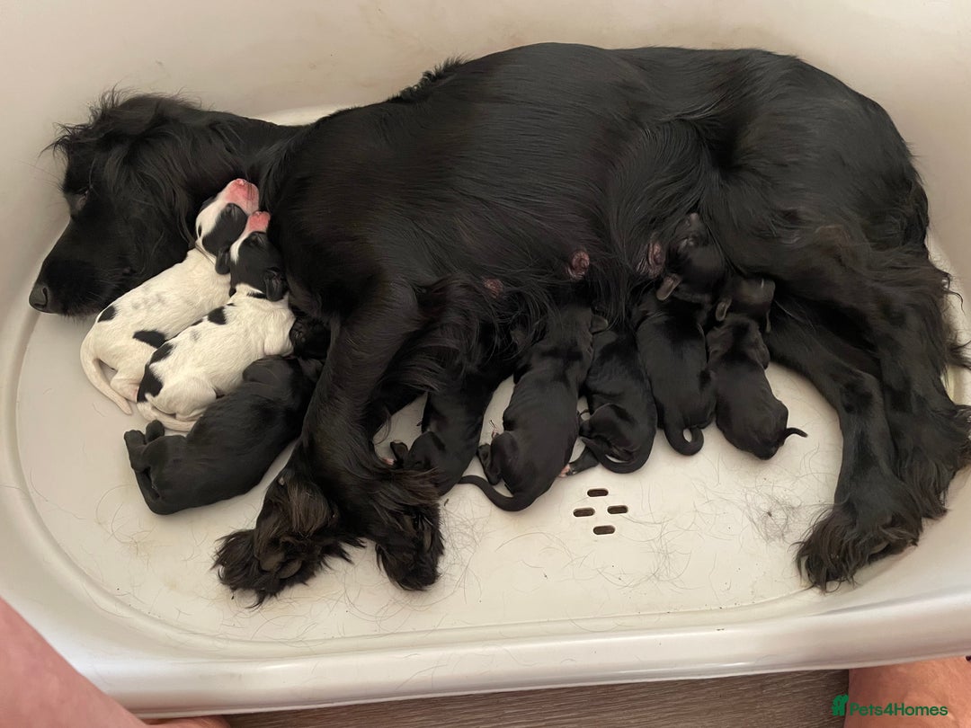 Cocker Spaniel dogs for sale: KC REG FIELD TRIAL SIRED COCKER SPANIEL PUPPIES  - Image 9