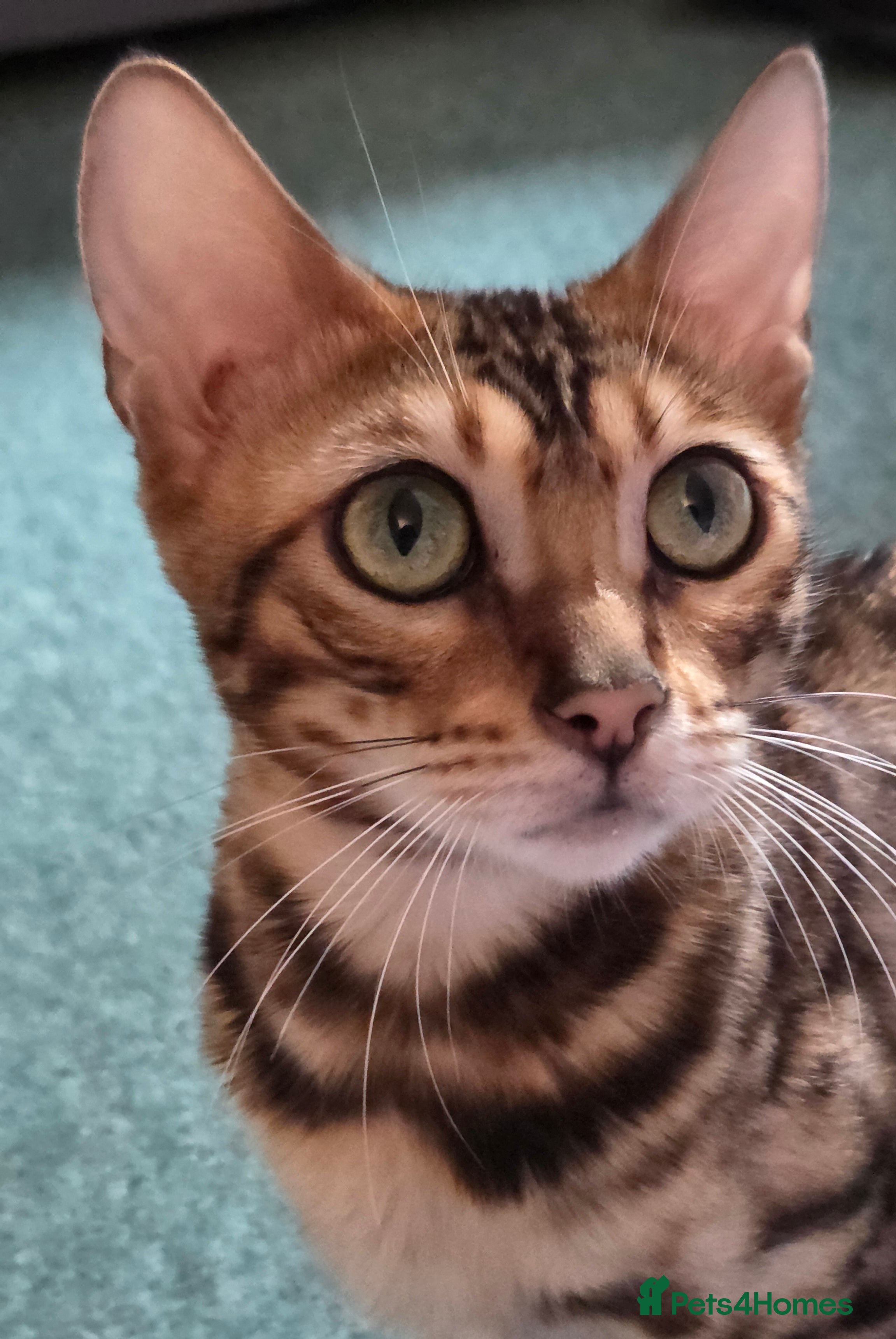 Bengal cats Bengal girl tica active registered read full add - Advert 15
