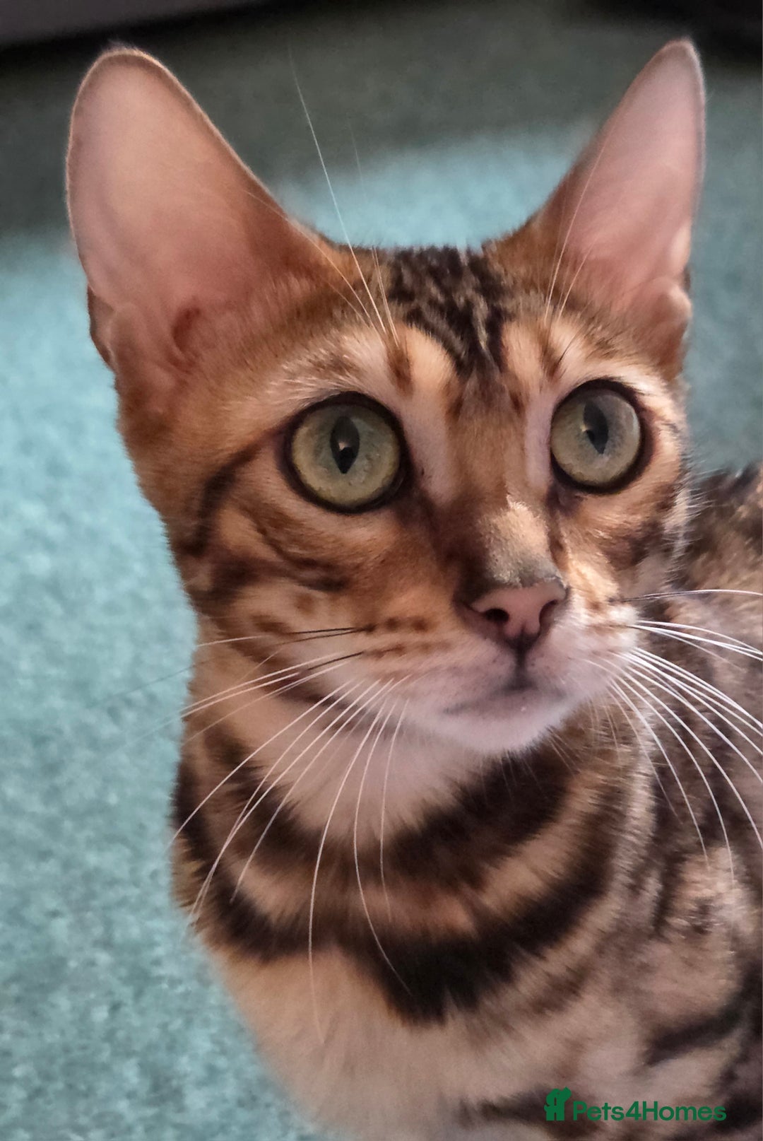 Bengal cats for sale: Bengal girl tica active registered read full add - Advert 1