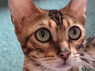 Bengal cats Bengal girl tica active registered read full add - Advert 1