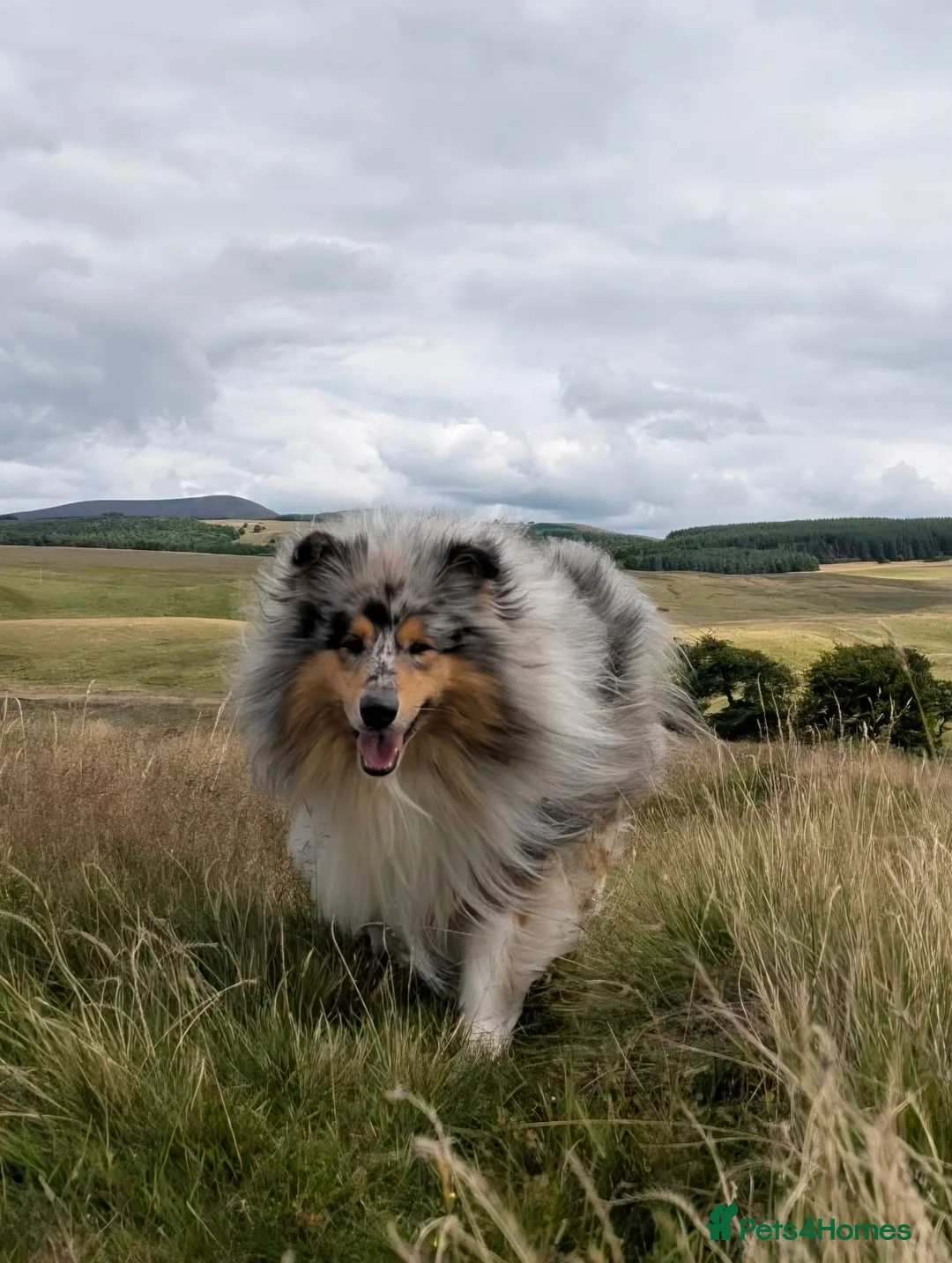 Rough Collie dogs for sale: Blue Merle Male - Advert 6