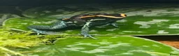 Frog reptiles for sale: Golfodulcean Poison Dart Frog - Advert 3