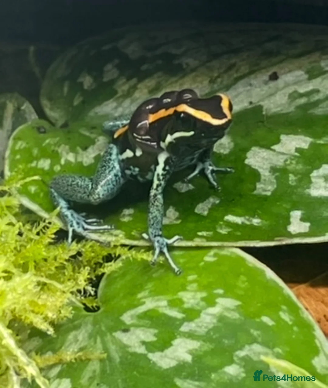 Frog reptiles for sale: Golfodulcean Poison Dart Frog - Advert 3