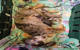Miniature Dachshund dogs for sale: Miniature dachshunds  - Image 34