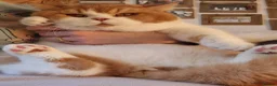 British Shorthair cats for sale: Stunning British Shorthair Kittens  - Advert 13