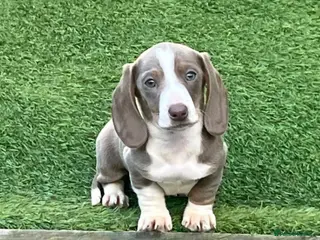 Miniature Dachshund dogs READY NOW MINIATURE DACHSHUNDS - Advert 1