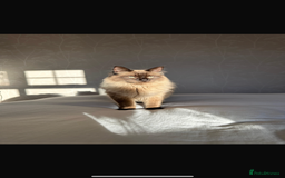 Ragdoll cats for sale: Ragdoll for sale - Image 3