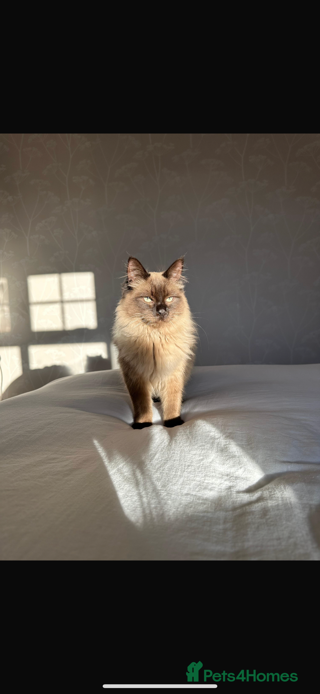 Ragdoll cats for sale: Ragdoll for sale - Image 3