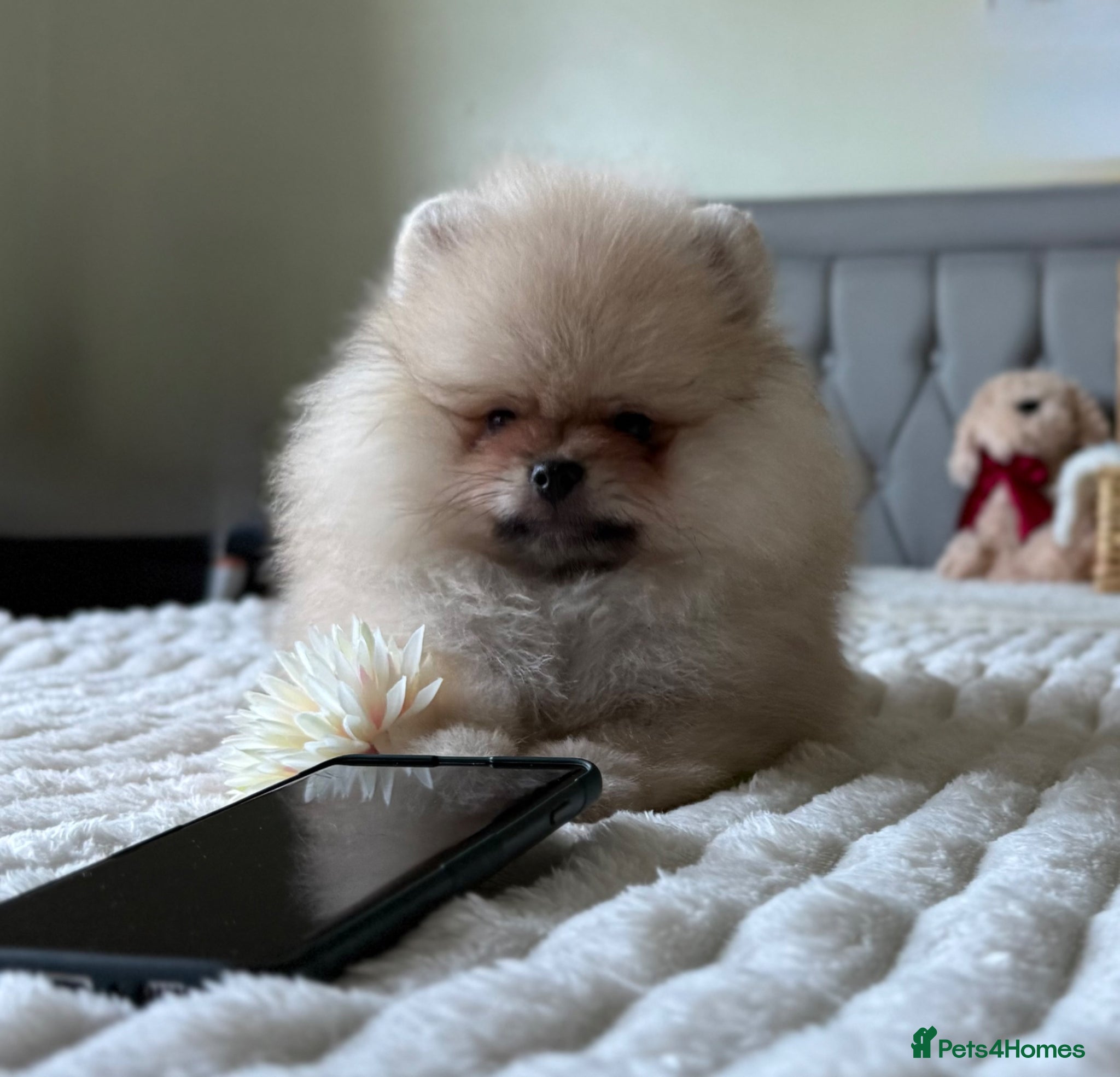 Pomeranian dogs for sale:  Rare colour Russian line Teddy Bear Pom Puppies ✨ - Advert 30