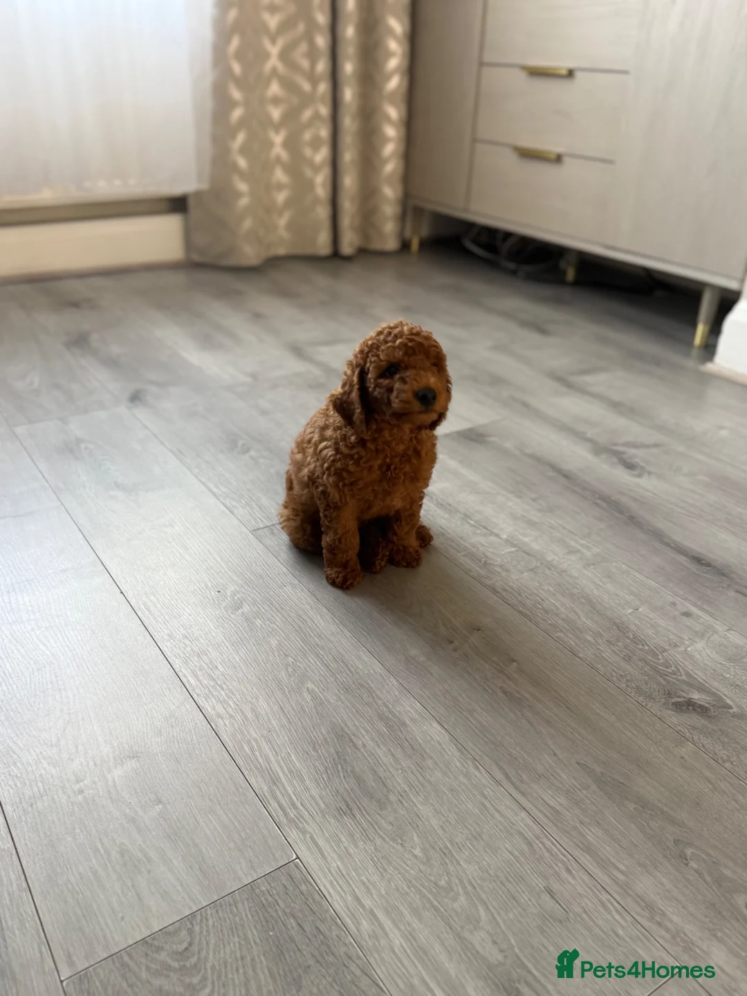 Toy Poodle dogs for sale: Toy Poodle  - Advert 9