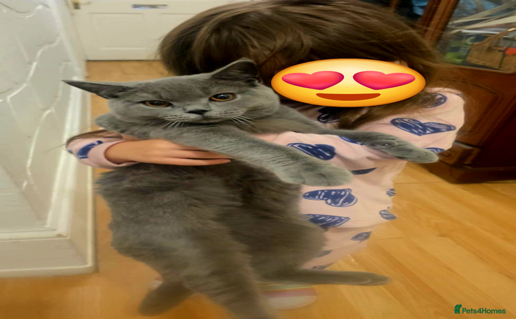 British Shorthair cats in Boston - Advert 16